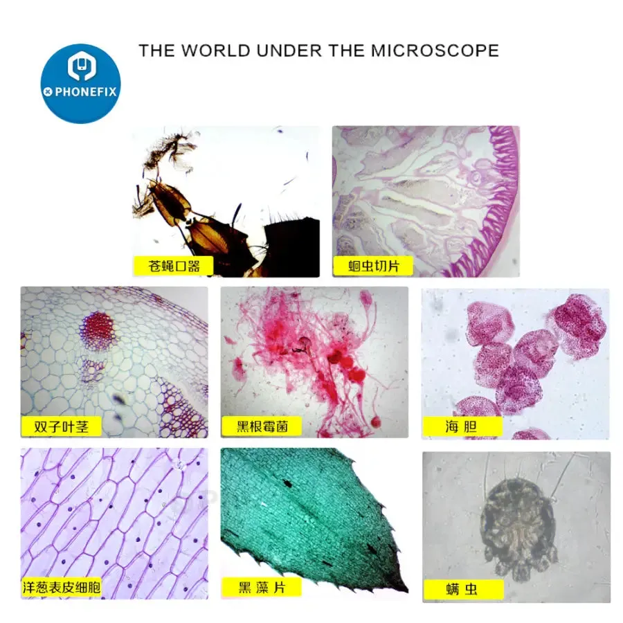 40X-640X Monocular Biological Microscope for Kids Beginner Student