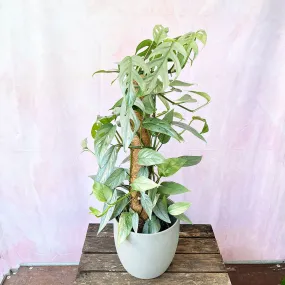 55 - 65cm Epipremnum Cebu Blue on Mosspole Pothos 17cm Pot House Plant