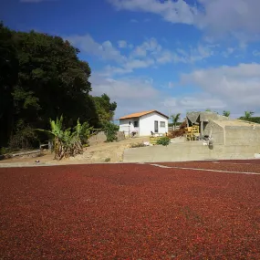 Fazenda Cetec Natural Lot #3, Campo das Vertentes